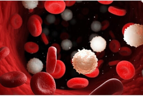 Determining Disease Through White Blood Cells