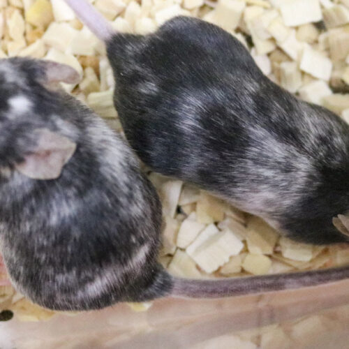 Gene editing produces all-male or all-female litters of mice