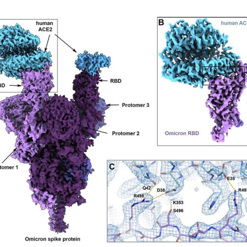 How the Omicron variant’s 37 mutations make it better at infecting human cells as seen in amazing detail by super-high powered cryo-electron microscope