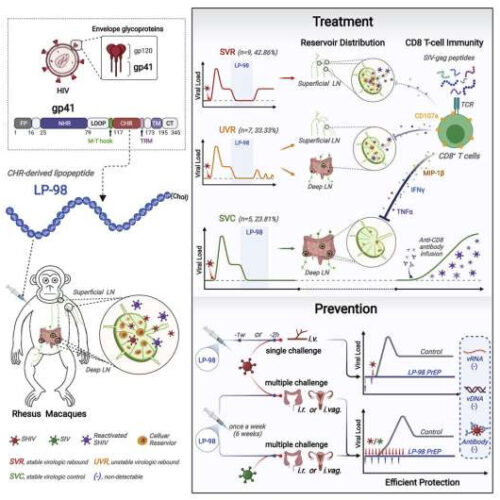 A fatty designer molecule shows promise as an HIV treatment