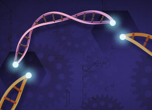 Intellia, with first results, delivers a ‘landmark’ for CRISPR gene editing