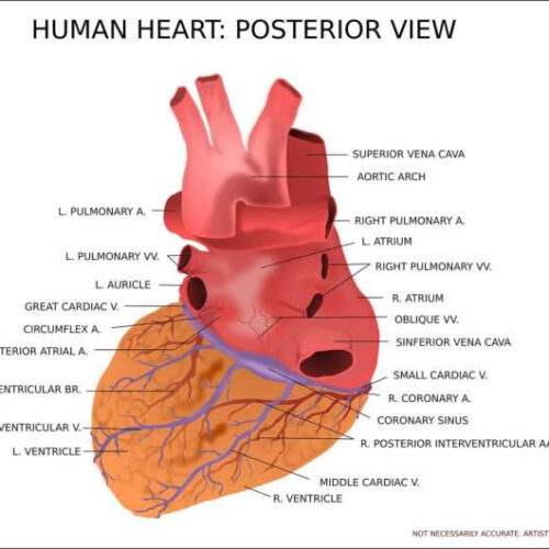 A healthy thyroid can be key to a healthy heart