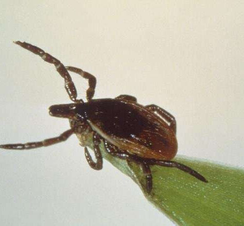 New tool emerging in fight against Lyme disease