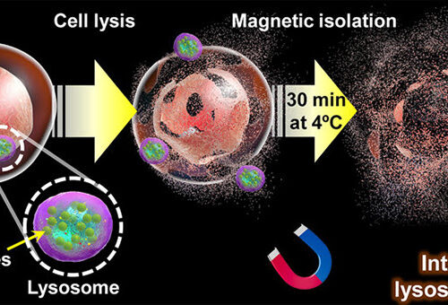 Magnetic-Plasmonic Hybrid Nanoparticles Isolate Lysosomes from Cells