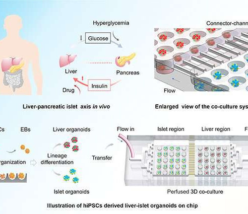 Multi-organoid system to simulate human liver-islet axis in normal and type 2 diabetes