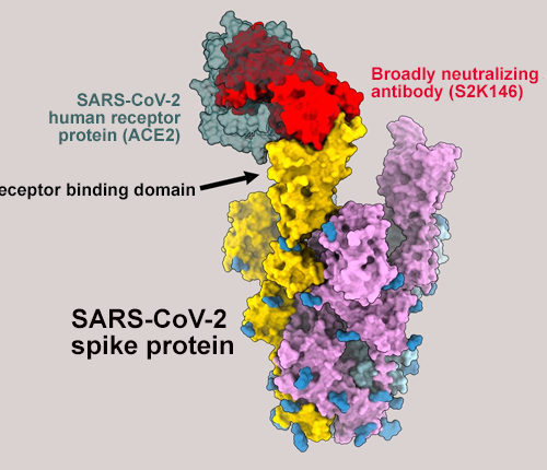 Antibody that inhibits broad range of sarbecoviruses found