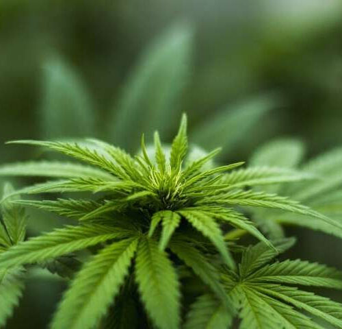 Cannabis poisoning in young children increased nine times after legalization