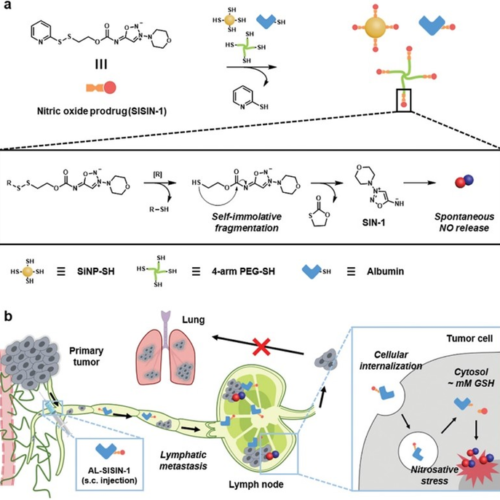 Prodrug that hides like an assassin to kill cancer cells