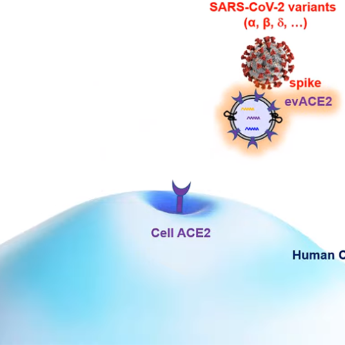 Anti-COVID Nanobubbles Act as Viral Decoys