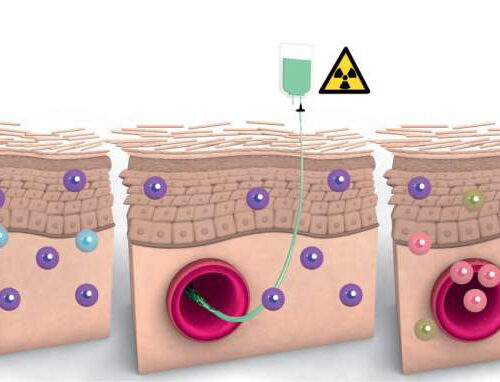 Contrary to previous belief, some blood cells stay in tissues for years