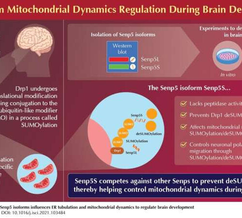 Changemaker Senp5: New protein isoform with crucial role in brain development