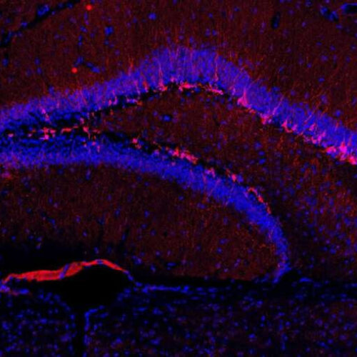Old neurons can block neurogenesis in mice