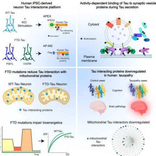 New findings for the function of tau in neurodegenerative disease