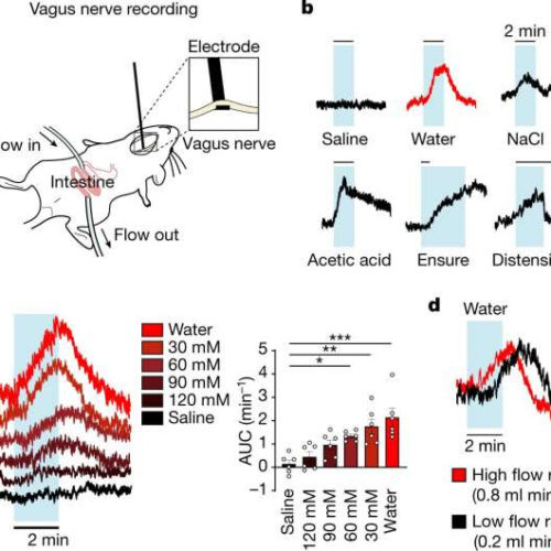 How gut neurons communicate with the brain to control thirst