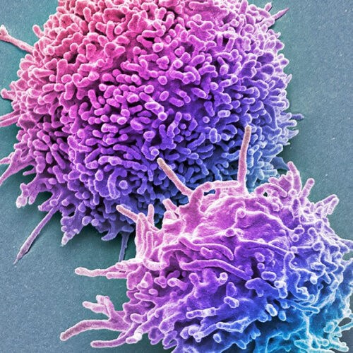 ‘Killer’ immune cells still recognize Omicron variant