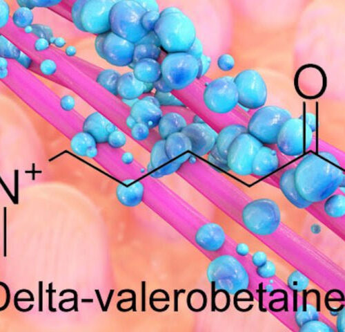 Intestinal bacteria modulate metabolism: link to obesity