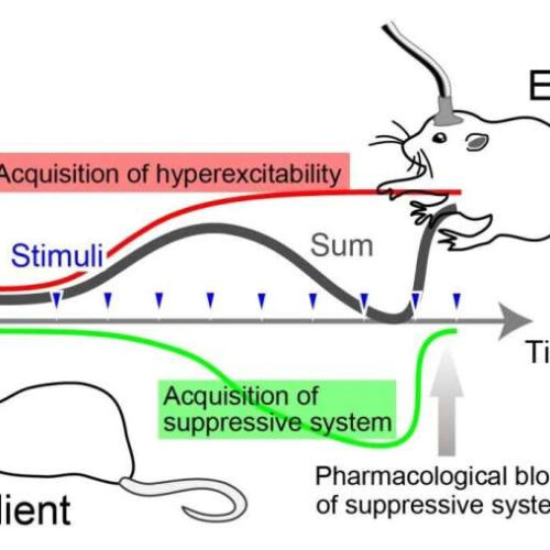 Harnessing the brain’s plasticity to acquire epilepsy resilience