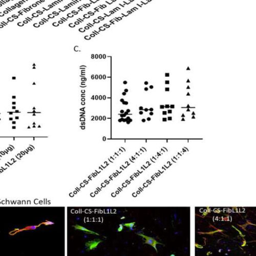 Researchers unlock breakthrough approach to repair peripheral nerve damage