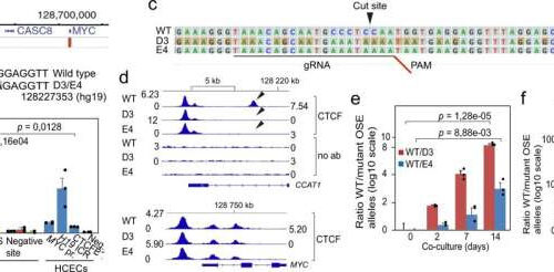 New opportunities for targeting overactive cancer genes