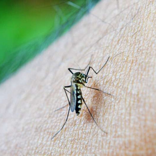 Scientists identify promising transmission chain-breaker in the fight against malaria