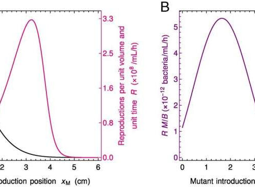 Neutral mutants can prevail in gut microbiota, enhancing diversity