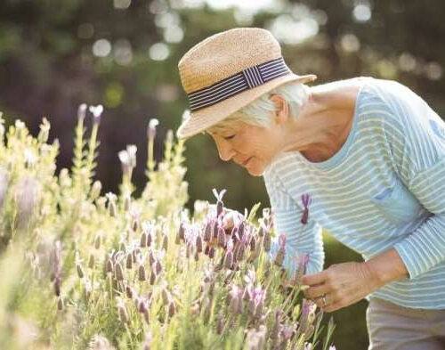 When a smell evokes a memory: Clues about how the two are linked in the brain