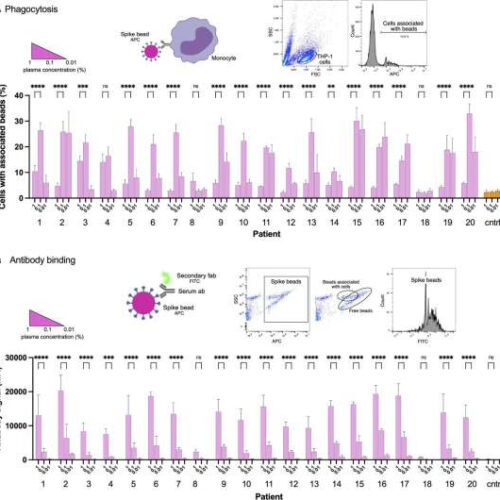 Additional antibodies may protect against COVID