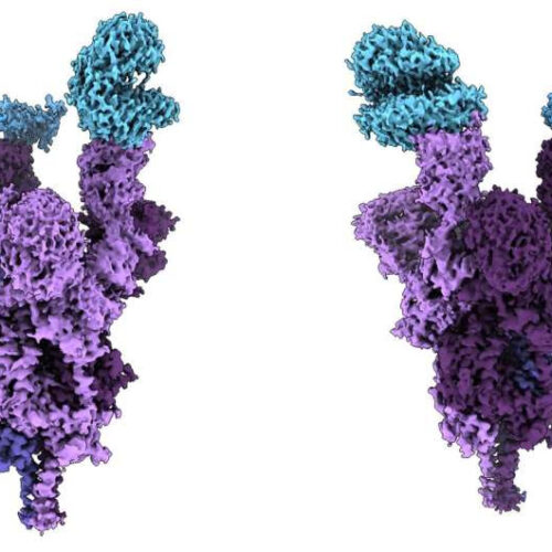 Scientists unveil world’s first molecular-level analysis of Omicron spike protein