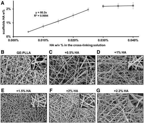 Hybrid gelatin scaffolds typical of collagen-containing biological fibers