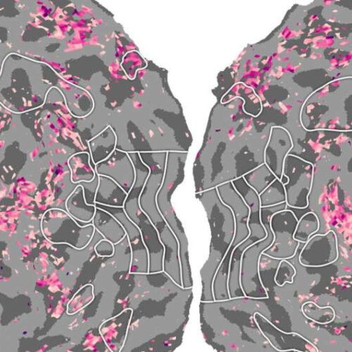 Study sheds new light on how semantic information is organized in the brain