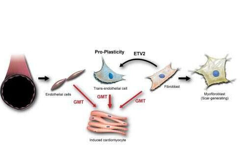 Innovative approach brings cell-reprogramming therapy for heart failure closer to reality