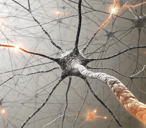 Tangled messages: Tracing neural circuits to chemotherapy’s ‘constellation of side effects’