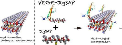 Jynigsaw-shaped peptide solves tissue regeneration puzzle