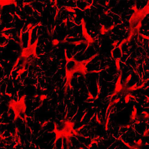 CRISPR-Cas13 technique targets proteins causing ALS and Huntington’s disease in the mouse nervous system