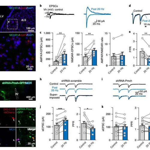 Study: Hypothalamic melanin–concentrating hormone regulates activity in the dorsolateral septum