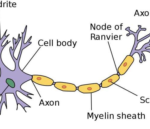 What does myelin actually do?