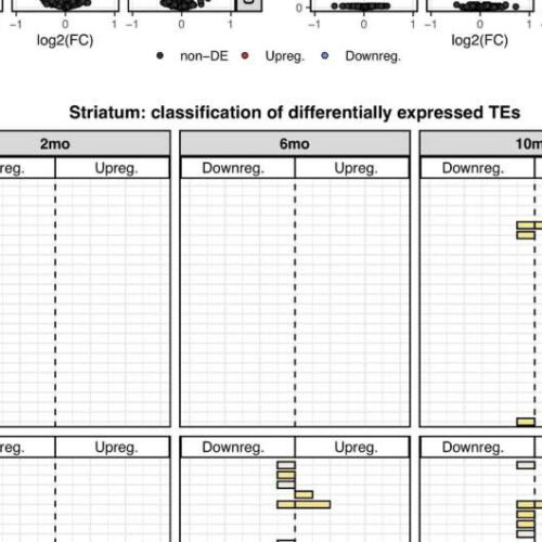 Retrotransposon expression is repressed in Huntington’s disease