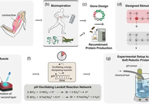 Artificial muscles made of proteins