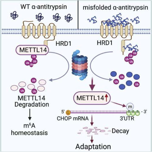 Study reveals potential therapeutic target for genetic liver disease