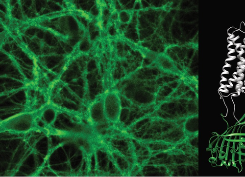 Illuminating real-time brain dynamics of neuropeptides with a fluorescent biosensor