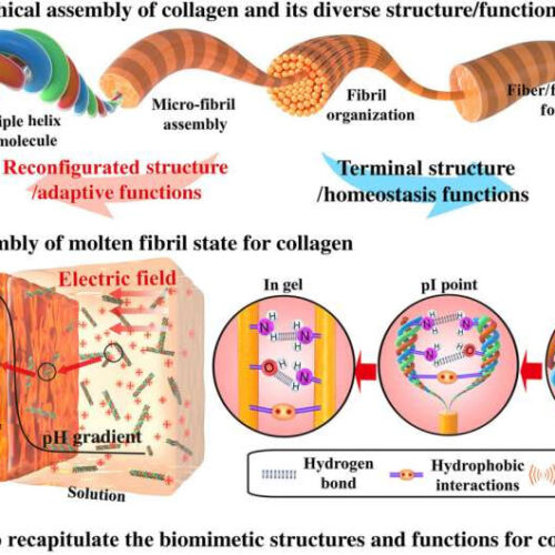 Tailoring collagen-based biomedical materials