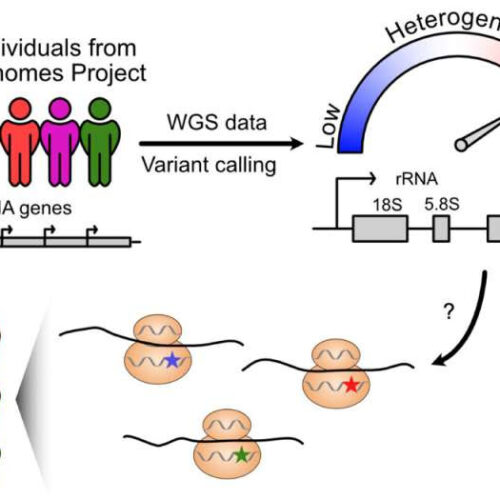 Genome study finds unexpected variation in a fundamental RNA gene