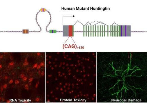 Team develops new mouse model to shed light on the mystery surrounding Huntington’s disease onset