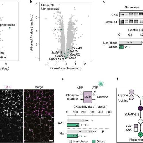 ‘Energy crisis’ in fat cells behind inflammation associated with obesity