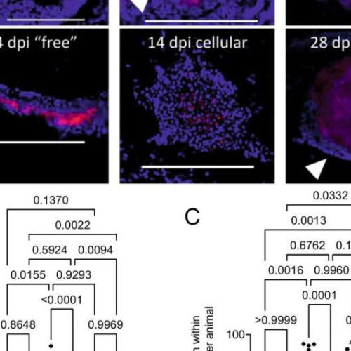 Researchers shed new light on devastating drug-resistant bacteria