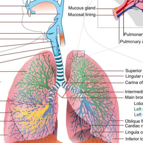 Minimizing long-term lung damage in COVID patients