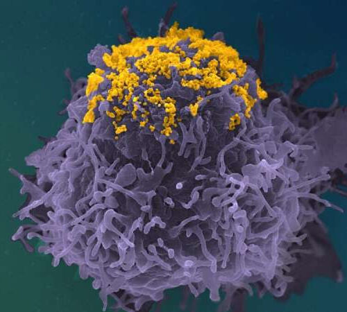 New anti-HIV antibody function discovered: Tethering of viral particles at the surface of cells