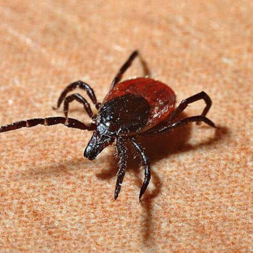 Tick saliva may offer a path to new therapies for inflammatory diseases