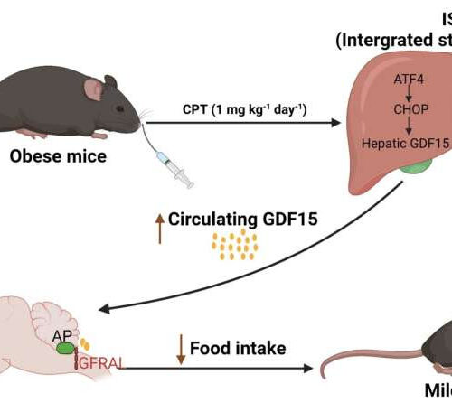 Anti-tumor drug promotes Anti-tumor drug in mice