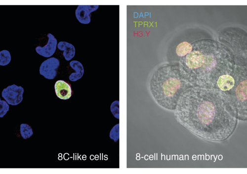 New stem cell population provides a new way to study the awakening of the human genome